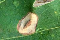 Phyllonorycter quercifoliella