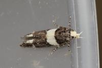 Recurvaria leucatella