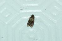 Ditula angustiorana