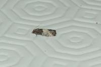 Spilonota ocellana