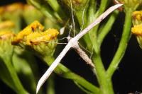 Emmelina monodactyla