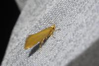 Crassa unitella