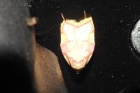 Carcina quercana