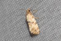 Neocochylis molliculana