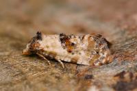 Neocochylis molliculana