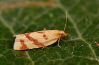Clepsis pallidana