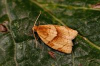 Clepsis rurinana
