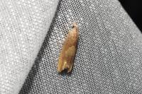 Eucosma conterminana