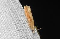 Eucosma obumbratana