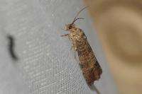Cydia pomonella