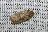Agonopterix ocellana