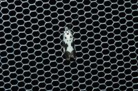 Ethmia quadrillella