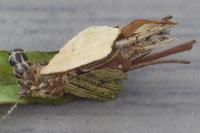 Proutia betulina
