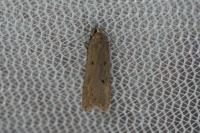 Acompsia antirrhinella/tripunctella