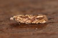 Eucosma tripoliana