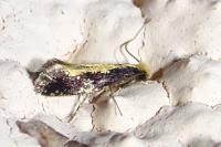 Monopis obviella