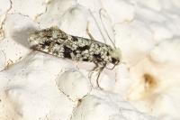 Nemapogon