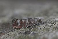 Clavigesta sylvestrana