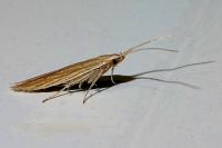 Coleophora