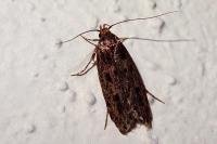 Hofmannophila pseudospretella