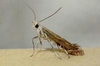 Isophrictis