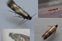 Bucculatrix nigricomella
