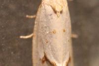 Agapeta hamana