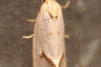 Agapeta hamana