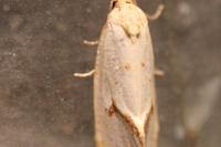 Agapeta hamana