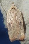 Agonopterix nervosa