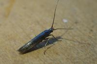 Coleophora