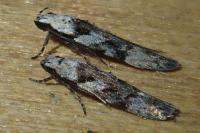 Carpatolechia decorella