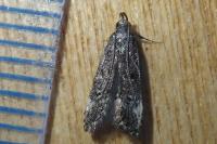 Dichomeris alacella