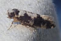 Neurothaumasia ankerella