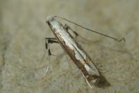 Dialectica scalariella