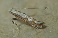 Dialectica scalariella