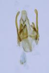 Scrobipalpa nitentella