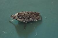 Agonopterix ciliella/heracliana