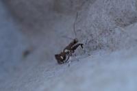 Calybites phasianipennella