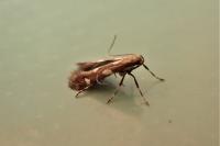 Calybites phasianipennella