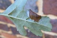 Parornix anglicella