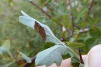 Parornix anglicella
