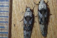 Carpatolechia decorella
