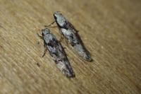 Carpatolechia decorella
