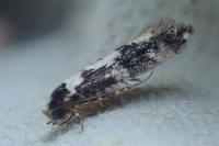Neurothaumasia ankerella