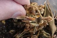 Lathronympha strigana