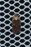 Agonopterix purpurea