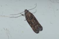 Teleiopsis diffinis