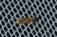 Caloptilia alchimiella