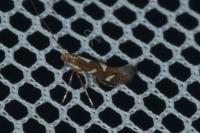 Calybites phasianipennella